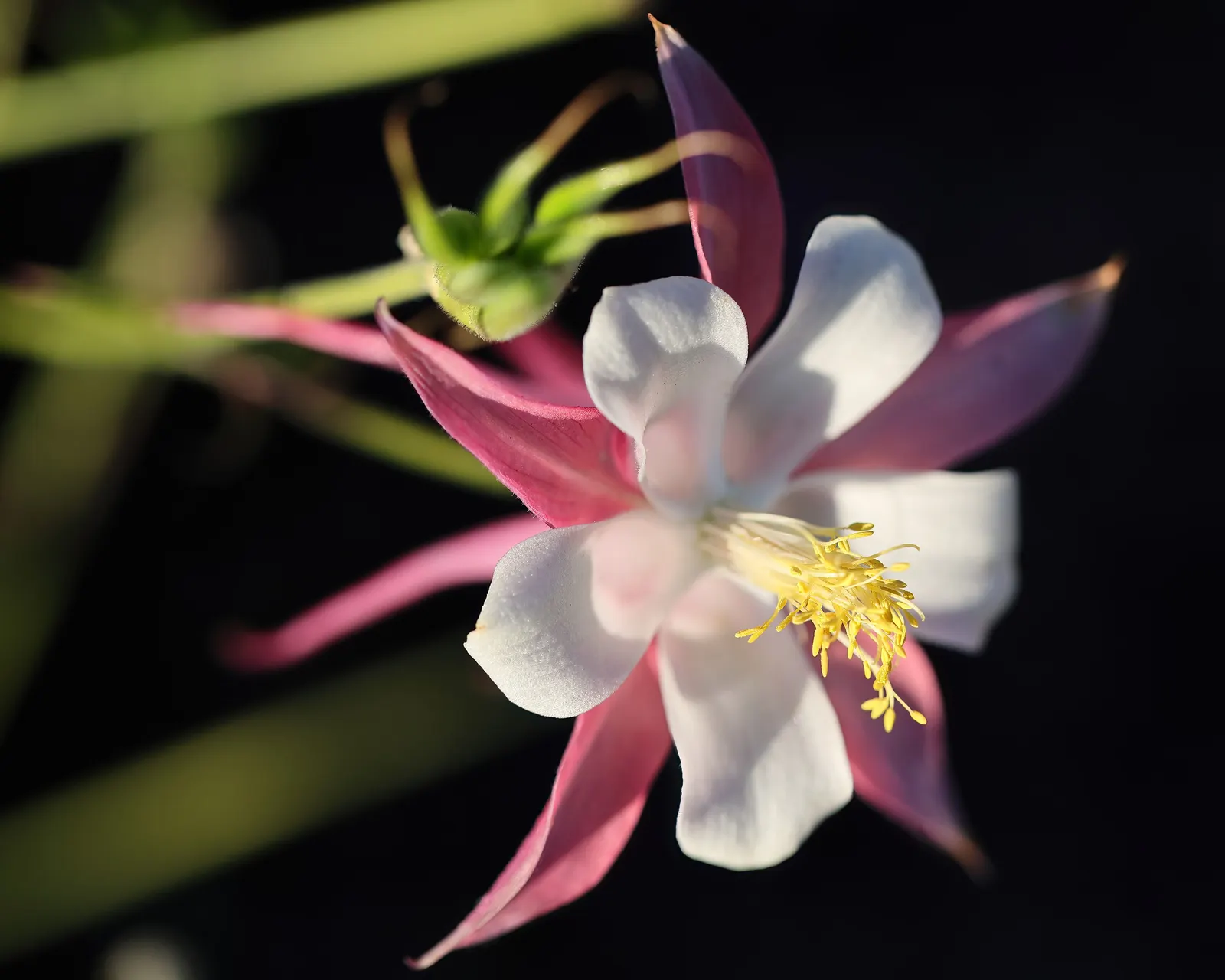 Colorado Blue Columbine (Aquilegia Caerulea) — Aquilegia caerulea, or Colorado Blue Columbine, is a perennial native to the Rocky Mountains, image 57