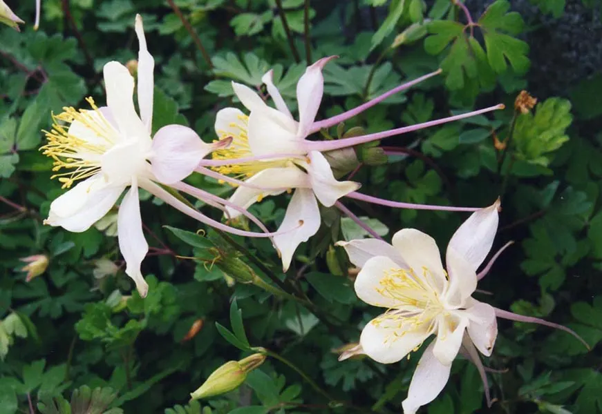 Colorado Blue Columbine (Aquilegia Caerulea) — as it does self-seed and can naturalize in favorable conditions