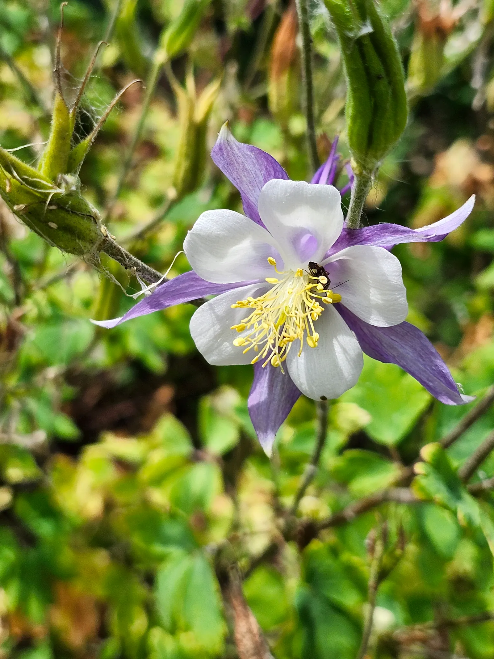 Colorado Blue Columbine (Aquilegia Caerulea) — making it an excellent choice for woodland gardens; preferring moist, well-drained soil, it attracts pollinators