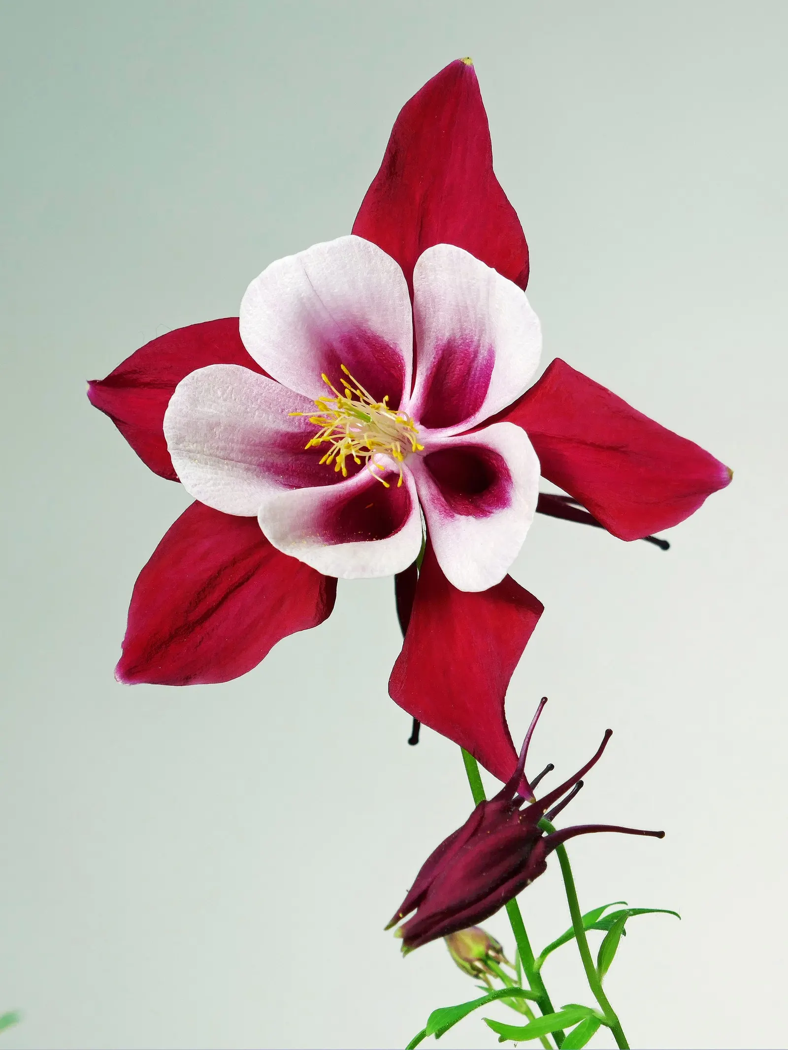 Colorado Blue Columbine (Aquilegia Caerulea) — contributing to the overall aesthetic of the plant