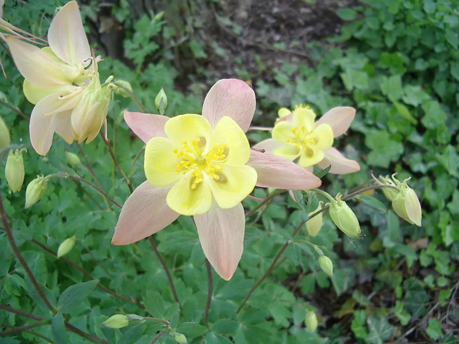 Colorado Blue Columbine (Aquilegia Caerulea) — This helps to mimic the natural lighting conditions of its alpine habit; contributing to the overall aesthetic