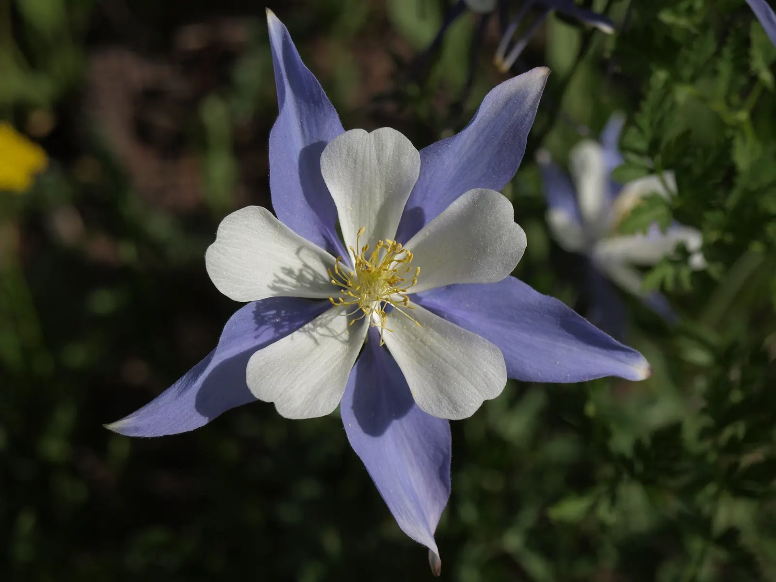 Colorado Blue Columbine (Aquilegia Caerulea) — It generally blooms from late spring to early summer (May to June); and as an accent in mixed perennial beds