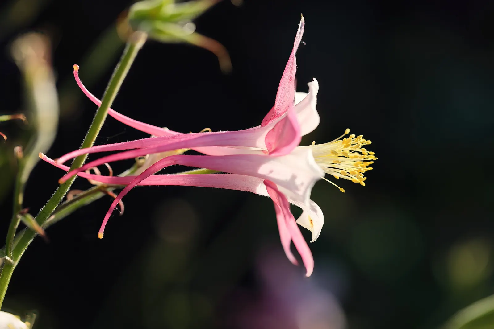 Colorado Blue Columbine (Aquilegia Caerulea) — blue flowers in the garden; contributing to the overall aesthetic of the plant