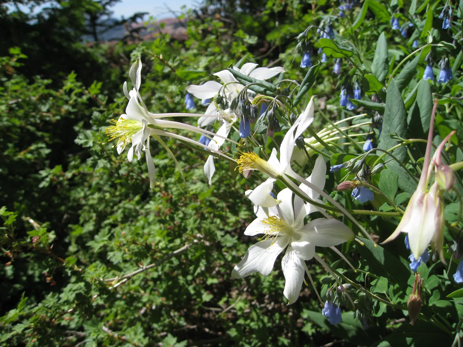 Colorado Blue Columbine (Aquilegia Caerulea) — For optimal visual impact in the landscape design; preferring moist, well-drained soil, it attracts pollinators