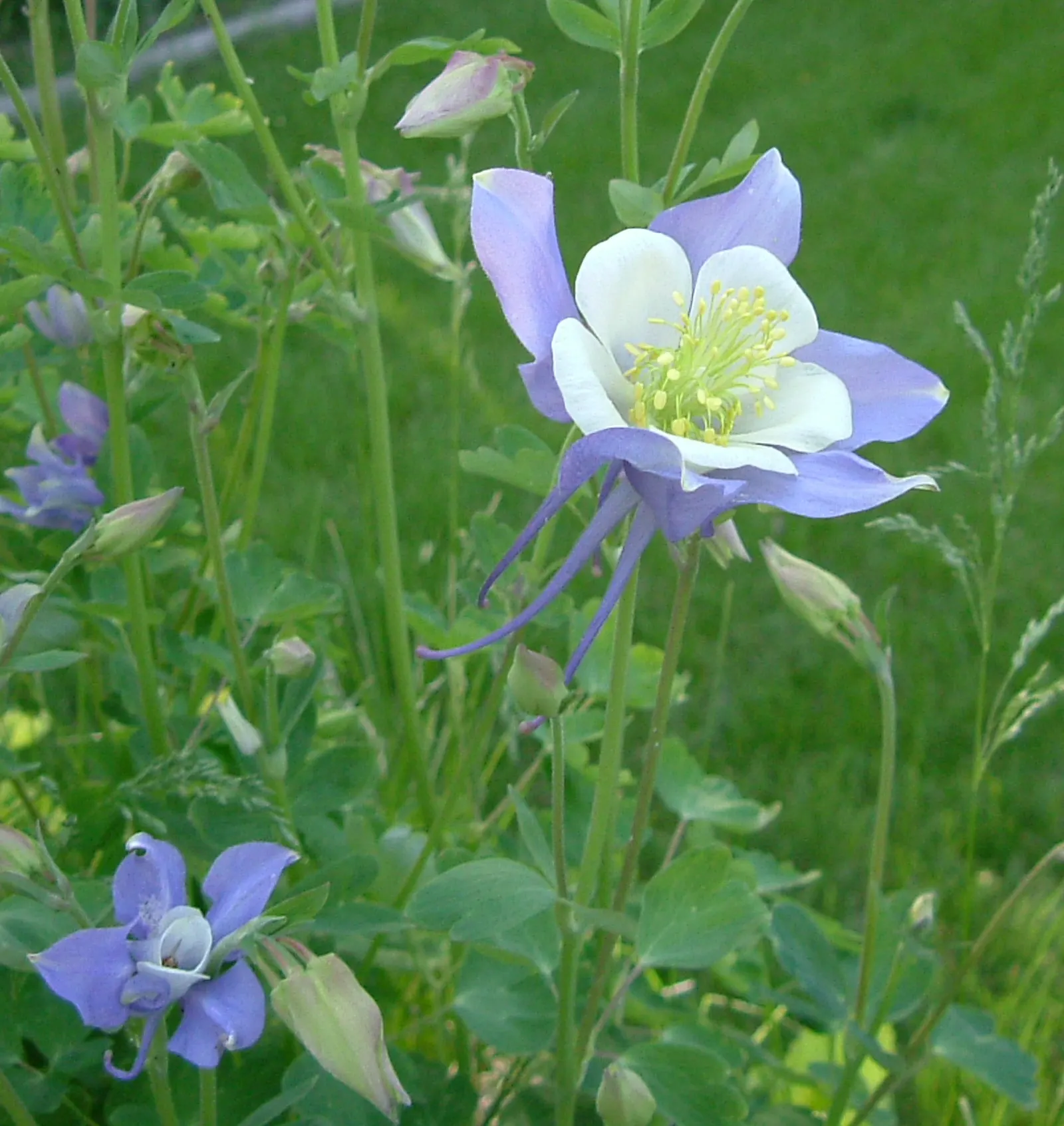 Colorado Blue Columbine (Aquilegia Caerulea) — It generally blooms from late spring to early summer (May to June)