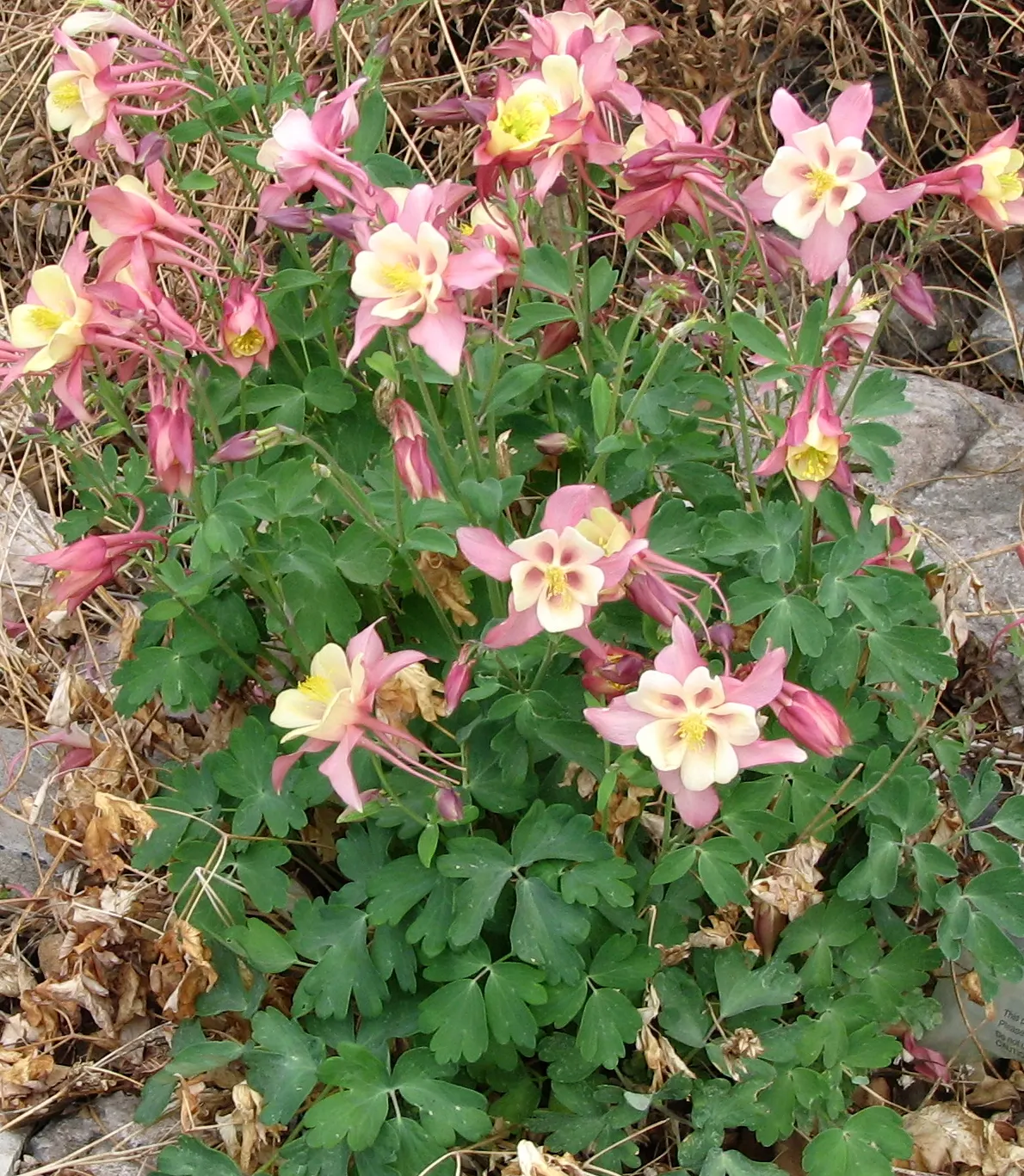 Colorado Blue Columbine (Aquilegia Caerulea) — This shade-tolerant species reaches 1.5 to 3 feet in height and spreads 1 to 2 feet; and as an, image 59