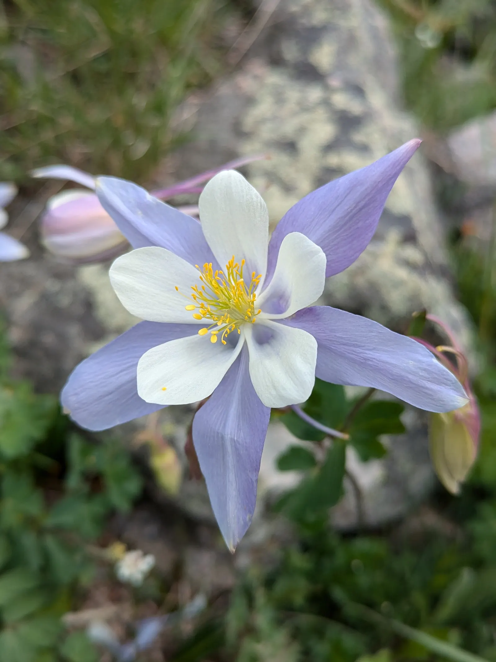 Colorado Blue Columbine (Aquilegia Caerulea) — consist of five backward-pointing spurs and an inner ring of white petals; preferring moist, well-drained soil