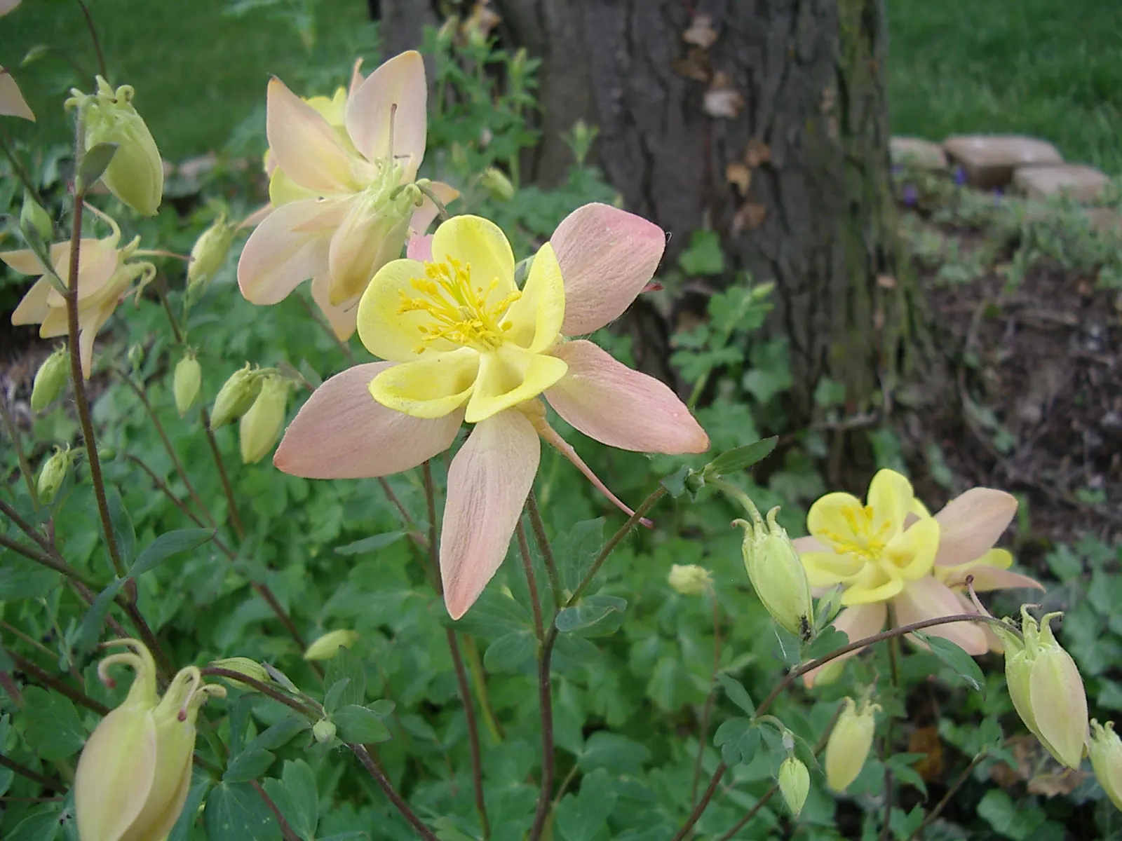 Colorado Blue Columbine (Aquilegia Caerulea) — airy appearance and are supported on slender; contributing to the overall aesthetic of the plant
