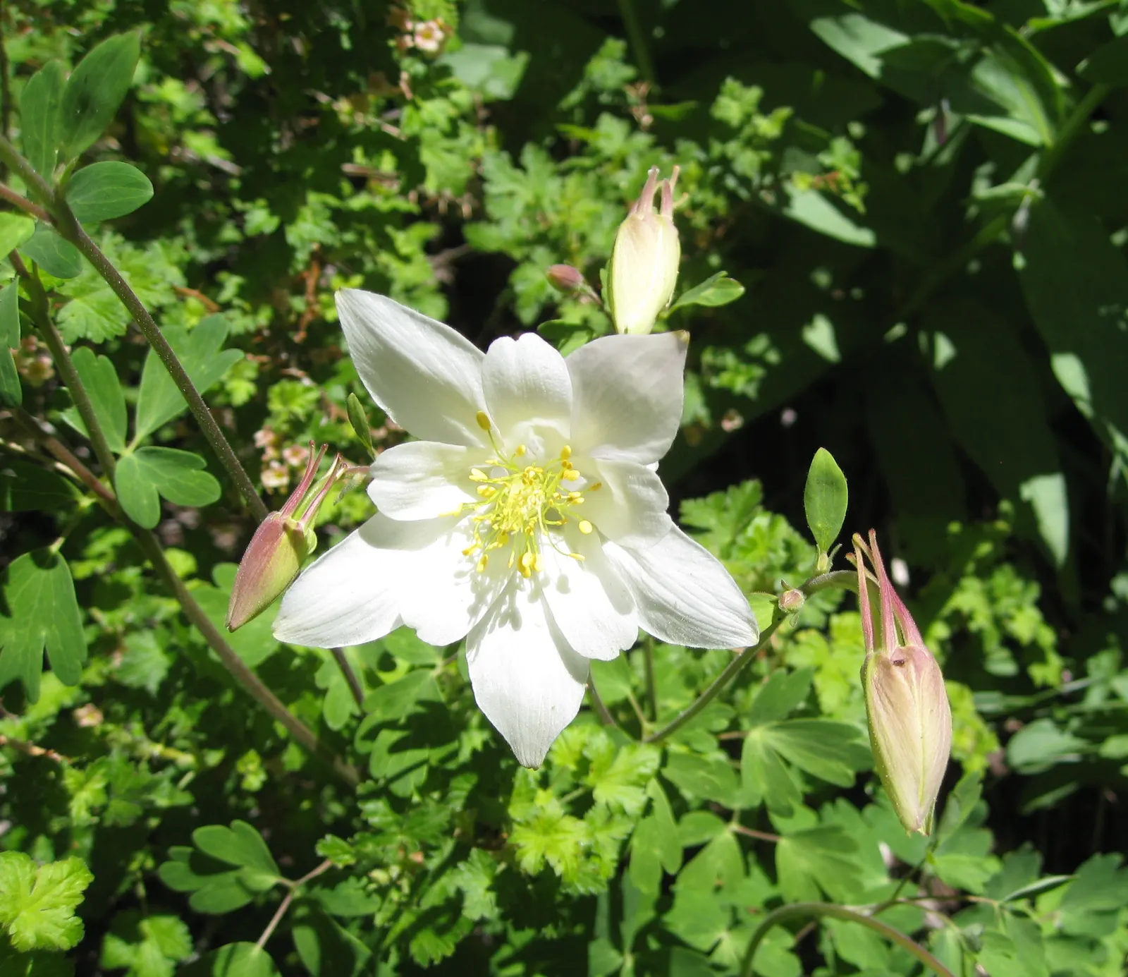 Colorado Blue Columbine (Aquilegia Caerulea) — and as an accent in mixed perennial beds; contributing to the overall aesthetic of the plant