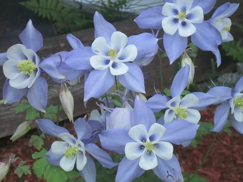 Colorado Blue Columbine (Aquilegia Caerulea) — This shade-tolerant species reaches 1.5 to 3 feet in height and spreads 1 to 2 feet; and as an accent in mixed