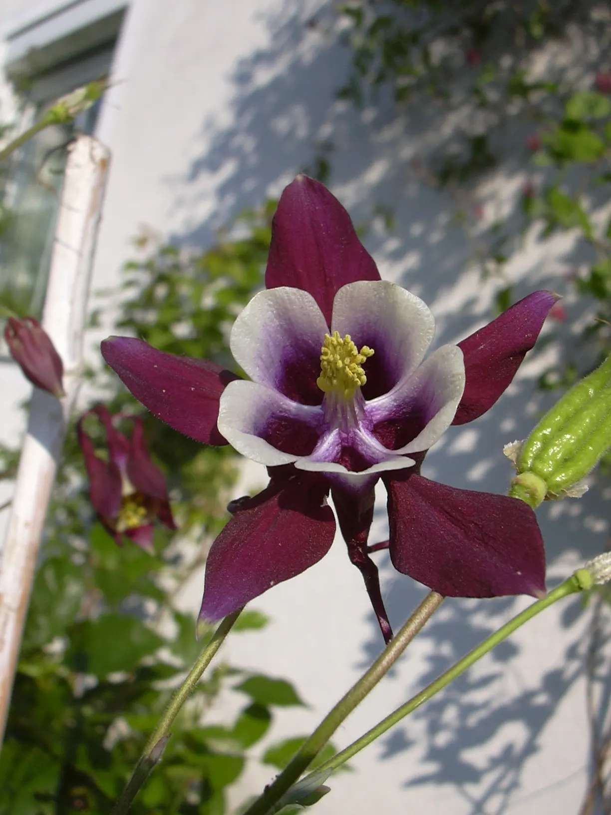 Colorado Blue Columbine (Aquilegia Caerulea) — blue-green leaves are compound and have a fern-like texture