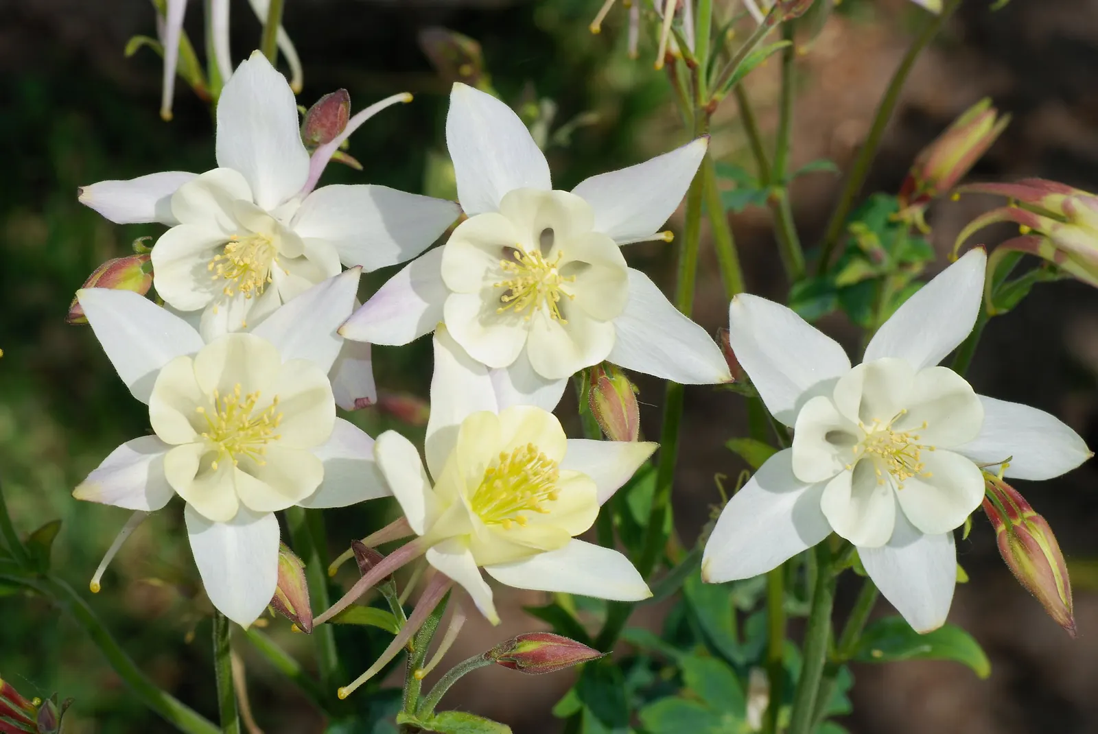 Colorado Blue Columbine (Aquilegia Caerulea) — For optimal visual impact in the landscape design