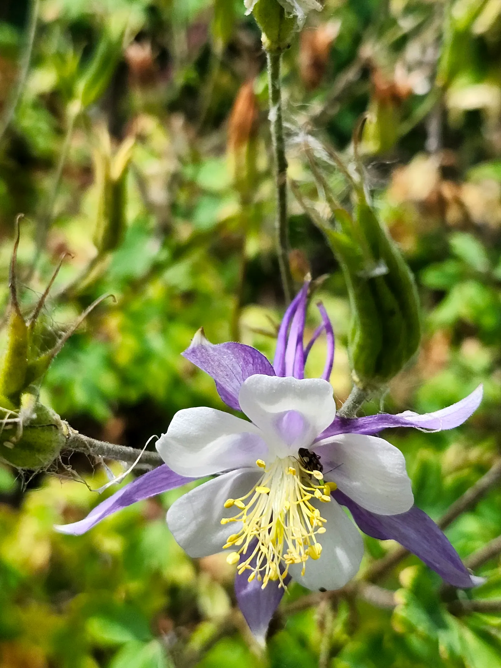 Colorado Blue Columbine (Aquilegia Caerulea) — protecting it from intense heat.<br><br>Aquilegia caerulea prefers well-drained; and as an accent in mixed