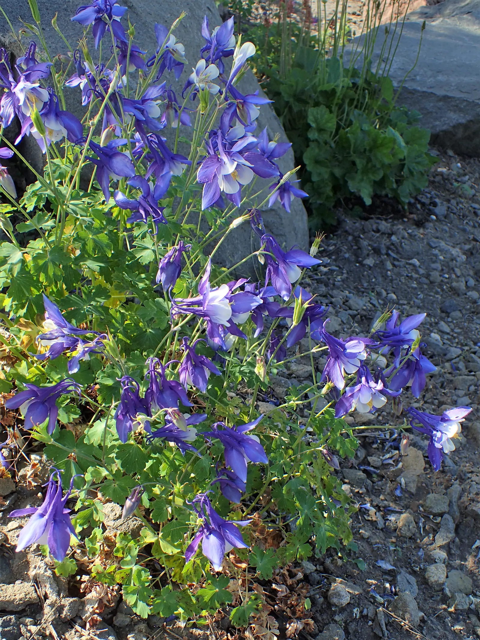 Colorado Blue Columbine (Aquilegia Caerulea) — Be aware that while it is relatively low maintenance