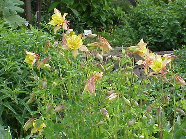 Colorado Blue Columbine (Aquilegia Caerulea) — blue and white flowers have a delightful; preferring moist, well-drained soil, it attracts pollinators and