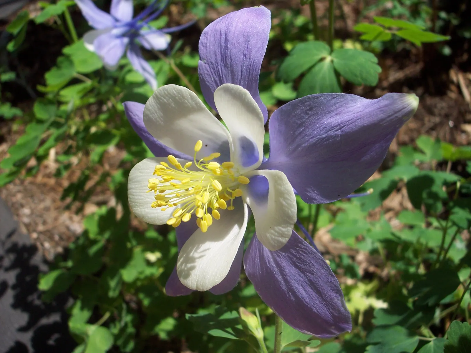Colorado Blue Columbine (Aquilegia Caerulea) — airy appearance and are supported on slender