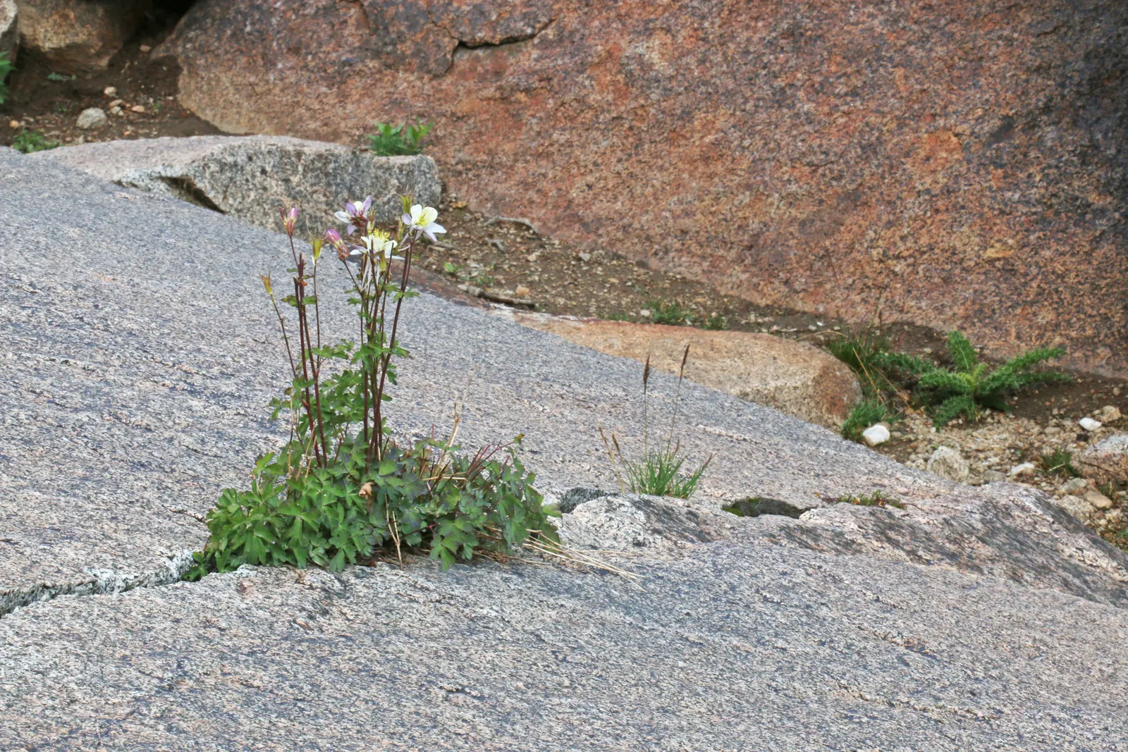 Colorado Blue Columbine (Aquilegia Caerulea) — as it does self-seed and can naturalize in favorable conditions; and as an accent in mixed perennial beds