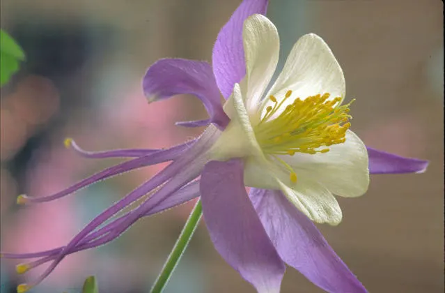Colorado Blue Columbine (Aquilegia Caerulea) — blue and white flowers have a delightful