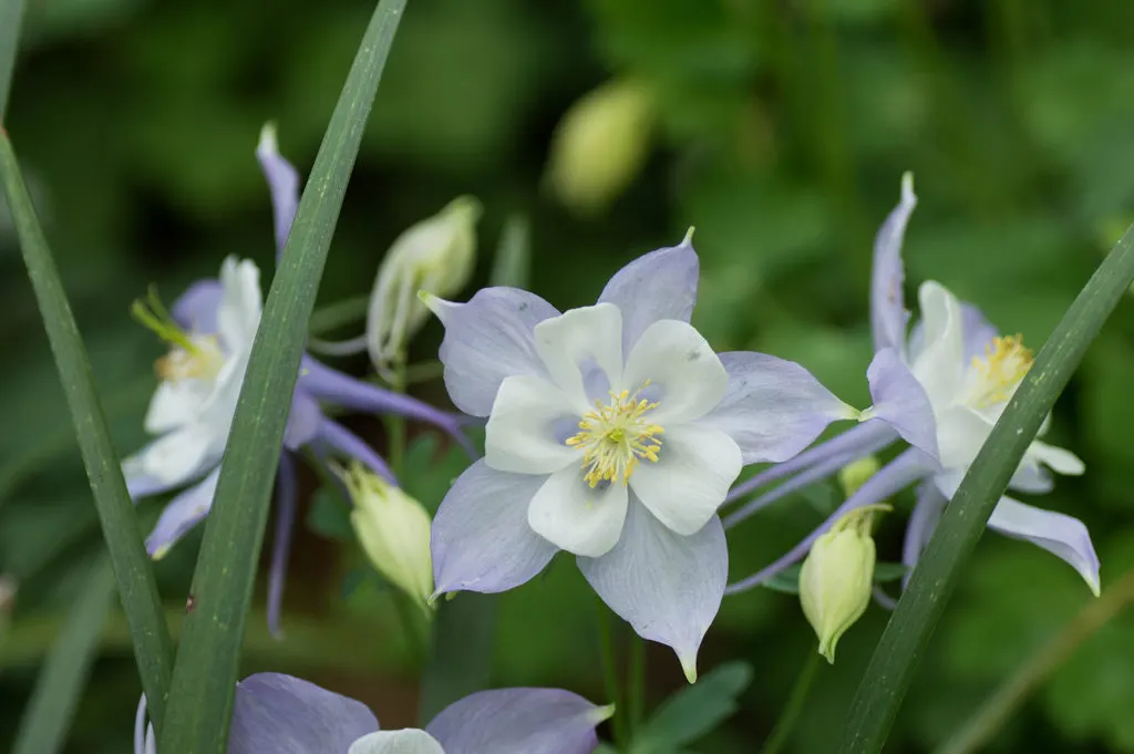 Colorado Blue Columbine (Aquilegia Caerulea) — bringing a striking splash of color when many other perennials are just beginning to emerge; it does require