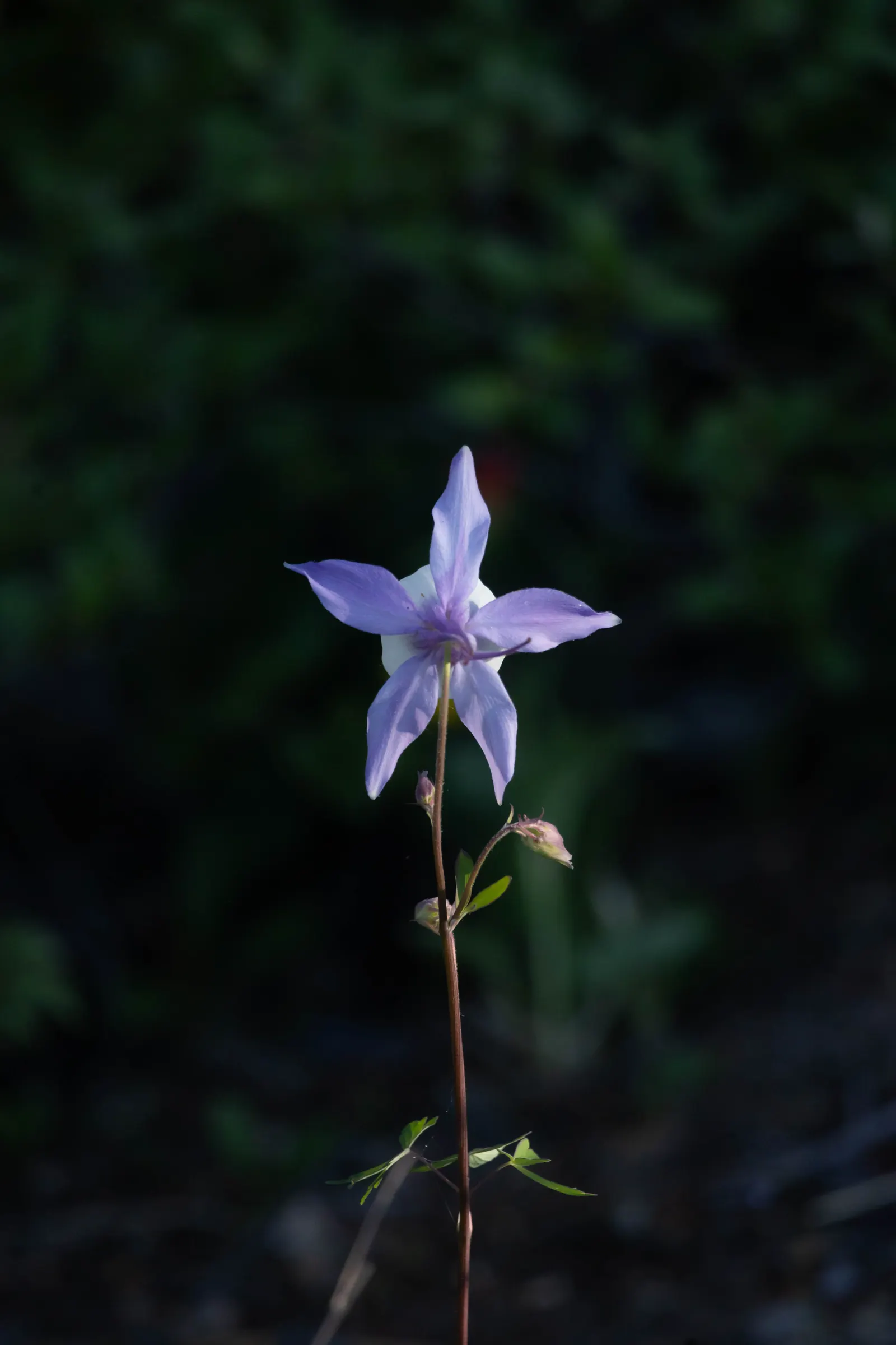 Colorado Blue Columbine (Aquilegia Caerulea) — it does require occasional watering during extended dry periods