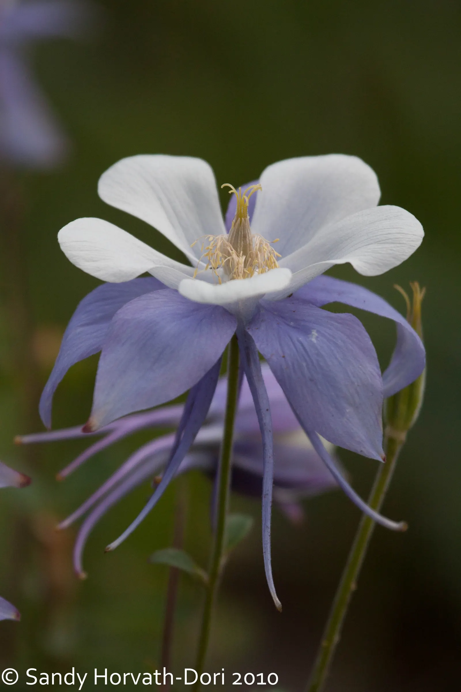 Colorado Blue Columbine (Aquilegia Caerulea) — which often span 2 to 3 inches in diameter; it does require occasional watering during extended dry periods