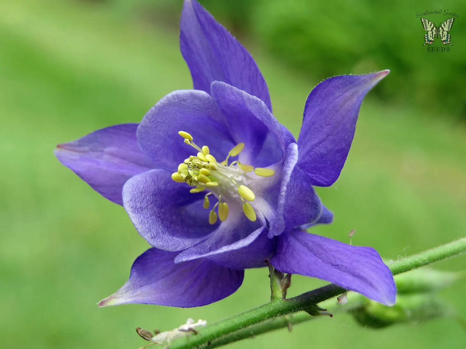 Colorado Blue Columbine (Aquilegia Caerulea) — preferring locations that provide morning sunlight and afternoon shade; preferring moist, well-drained soil, it
