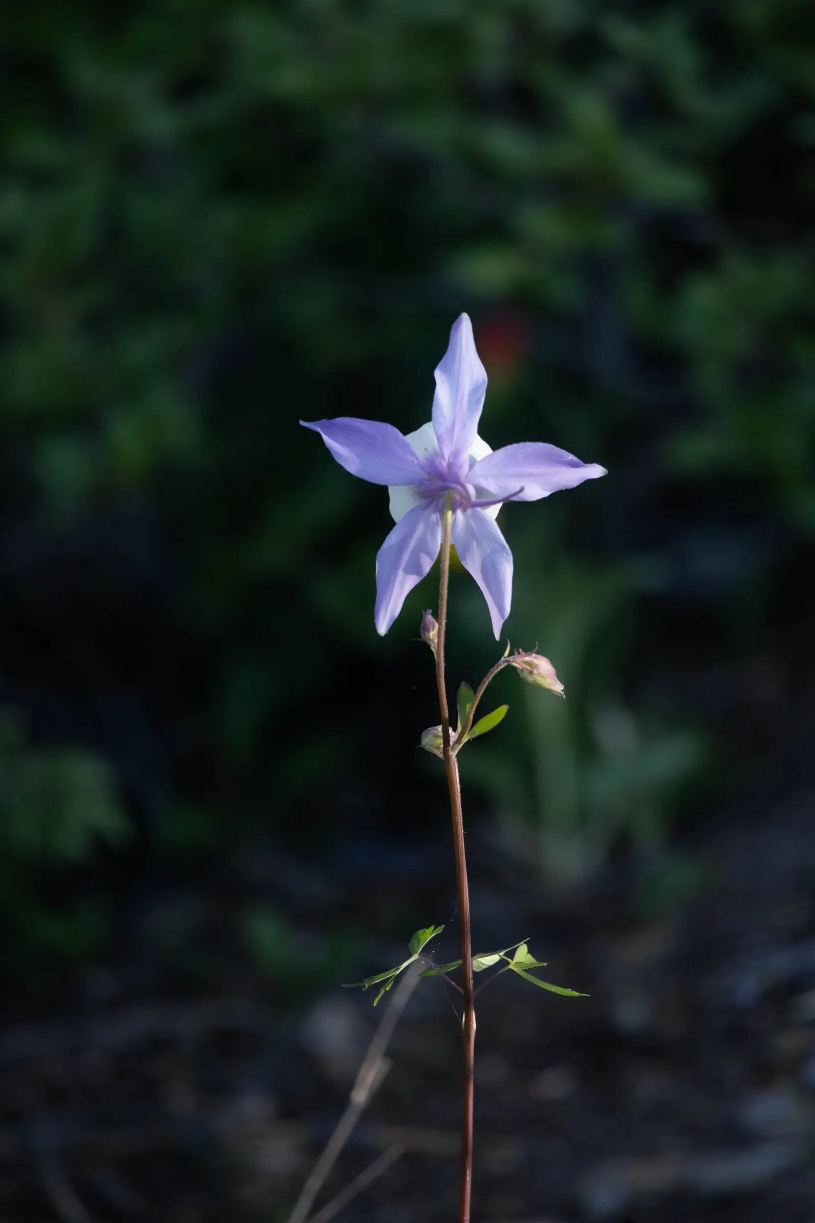 Colorado Blue Columbine (Aquilegia Caerulea) — perennial for full or half