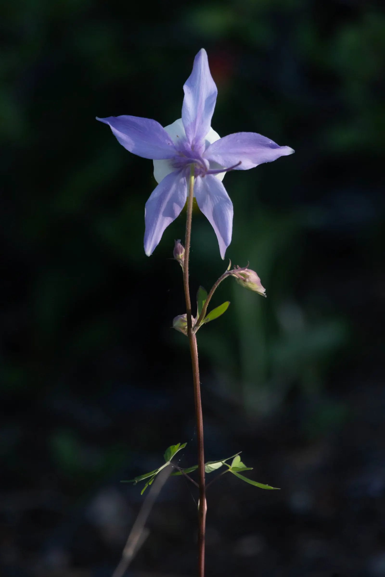 Colorado Blue Columbine (Aquilegia Caerulea) — moist soils and typically has a moderate to fast growth rate