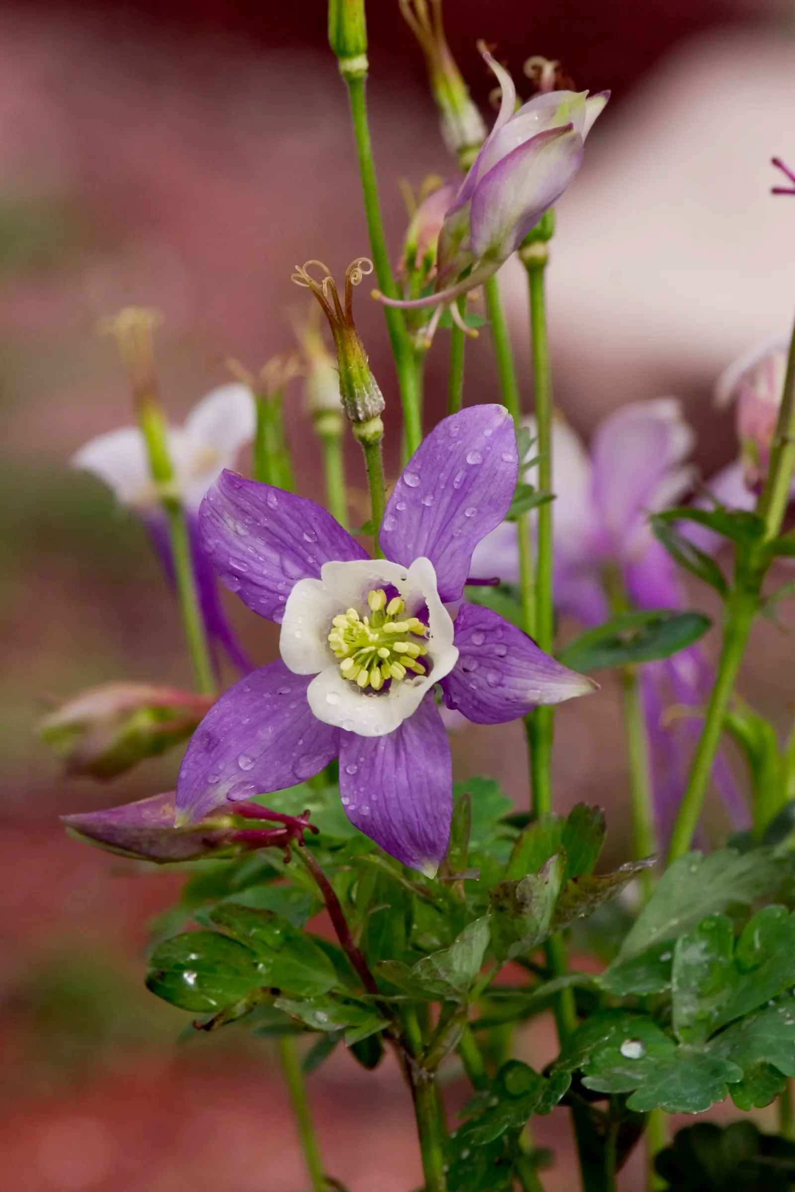 Colorado Blue Columbine (Aquilegia Caerulea) — Preferring moist, well-drained soil, it attracts pollinators and tolerates elevations up to 12,000, image 60