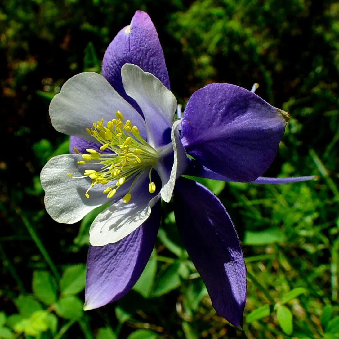 Colorado Blue Columbine (Aquilegia Caerulea) — Aquilegia caerulea, or Colorado Blue Columbine, is a perennial native to the Rocky Mountains