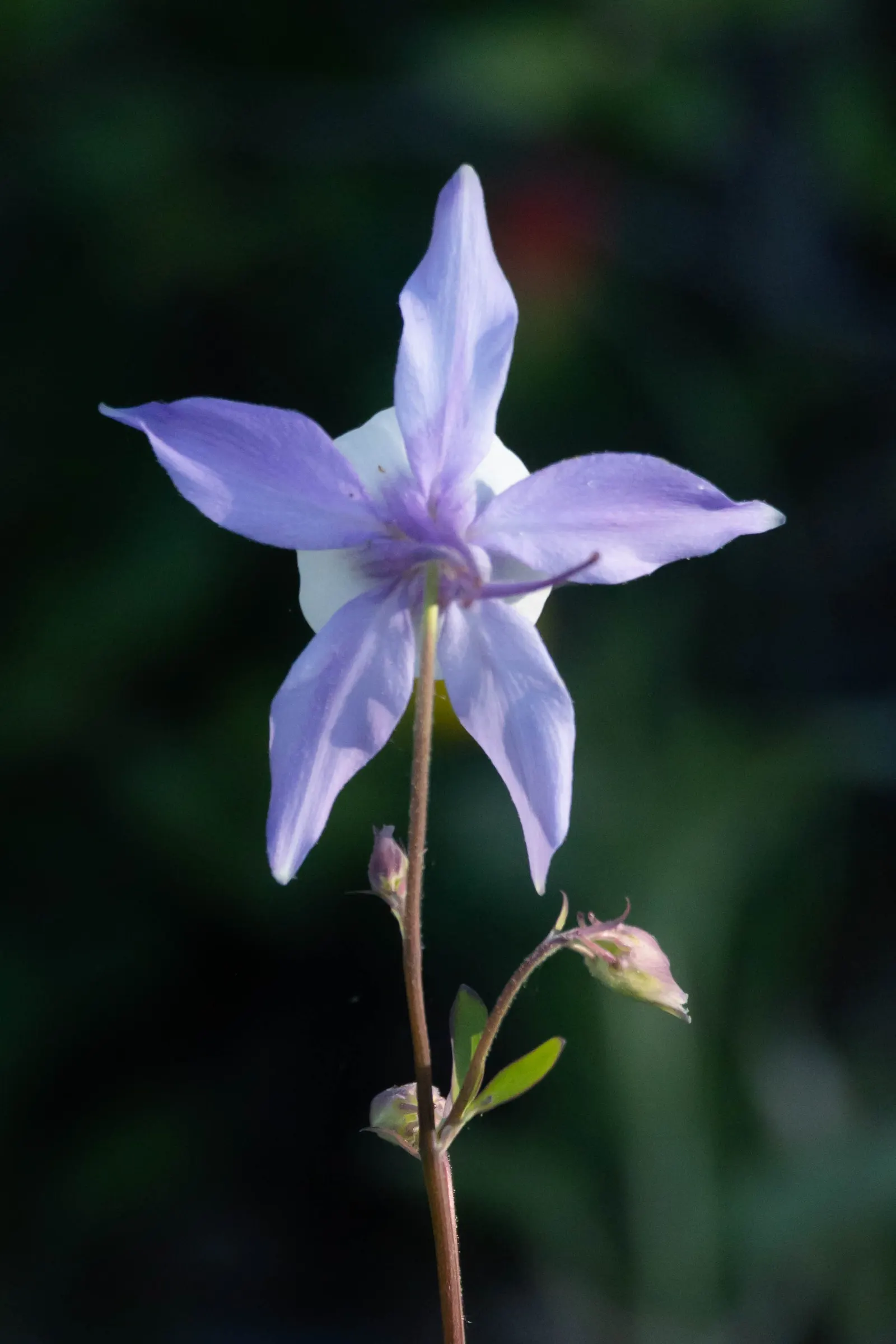 Colorado Blue Columbine (Aquilegia Caerulea) — bringing a striking splash of color when many other perennials are just beginning to emerge