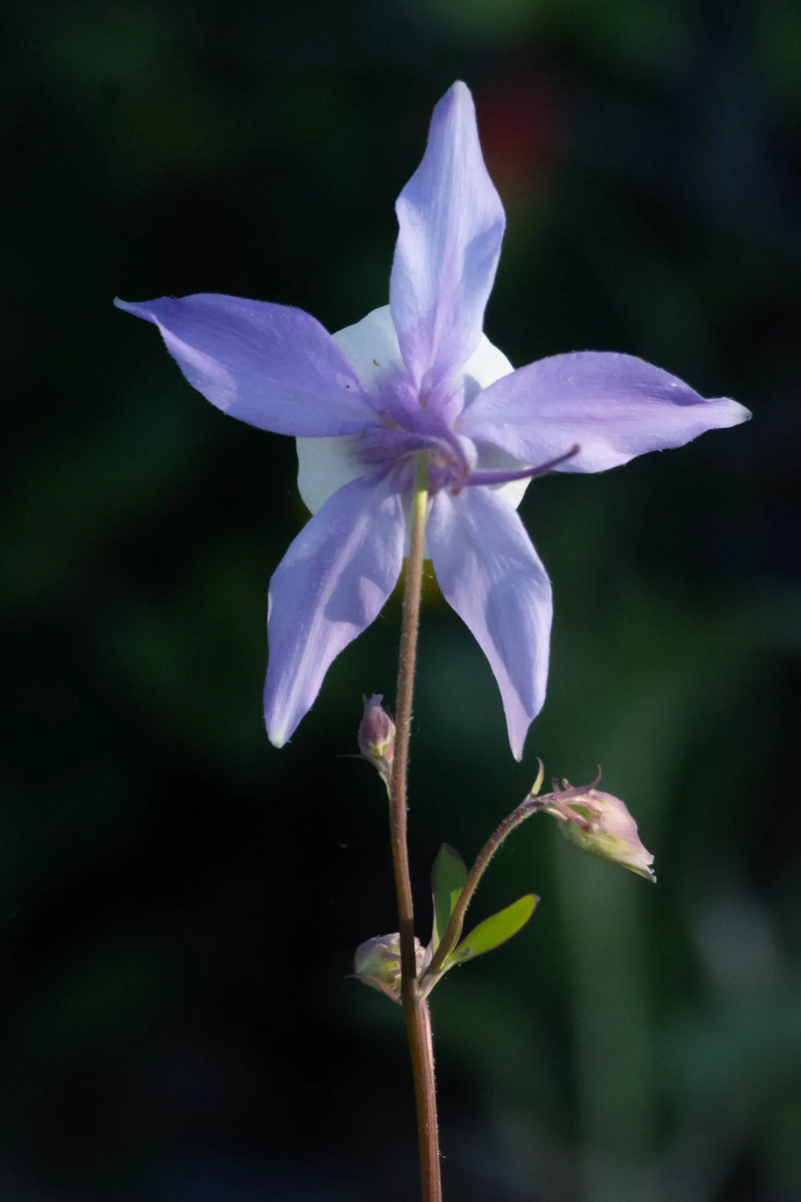 Colorado Blue Columbine (Aquilegia Caerulea) — It features delicate blue and white flowers, with distinct spurs, that bloom in late spring to early, image 30