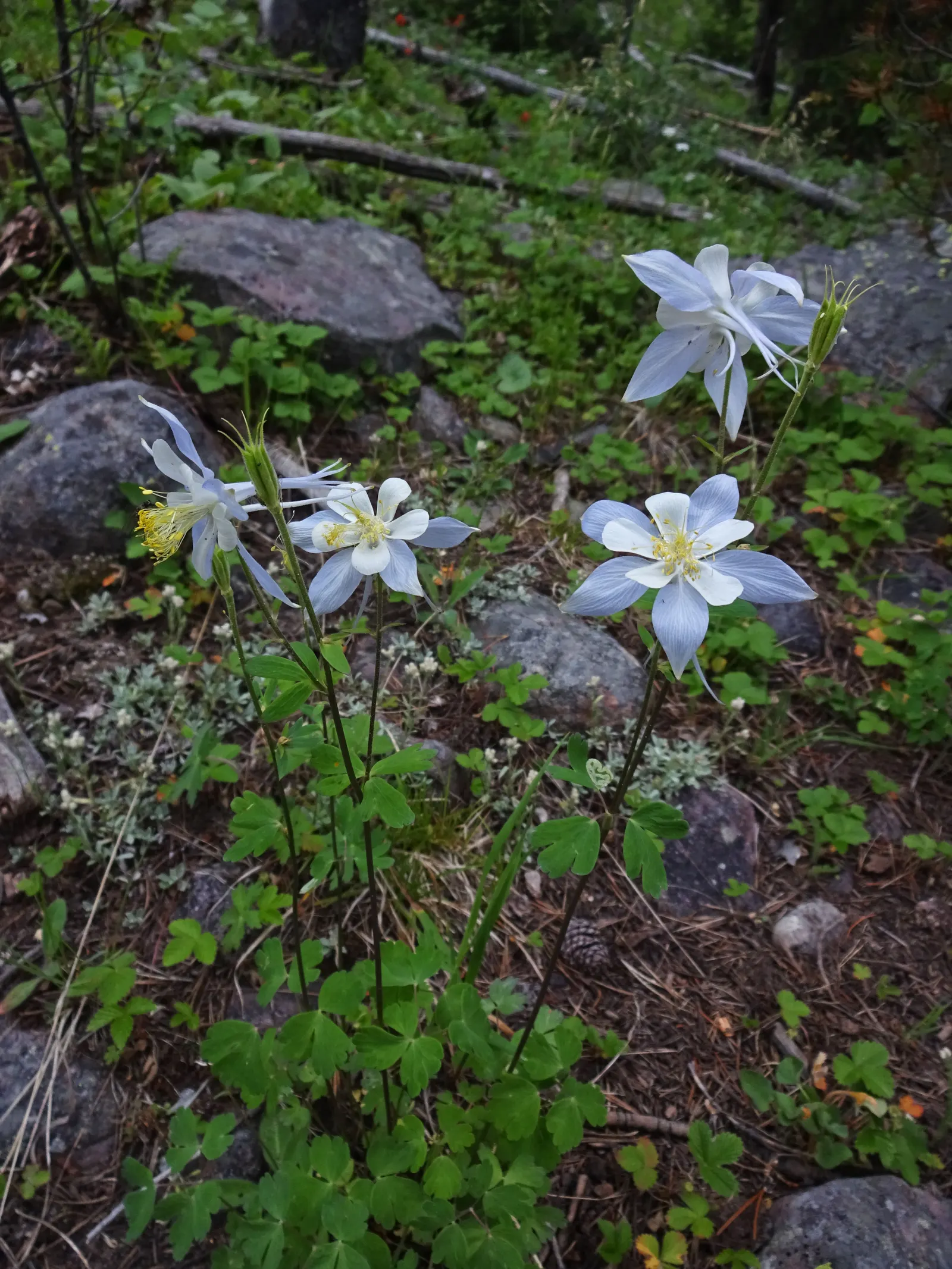 Colorado Blue Columbine (Aquilegia Caerulea) — preferring locations that provide morning sunlight and afternoon shade