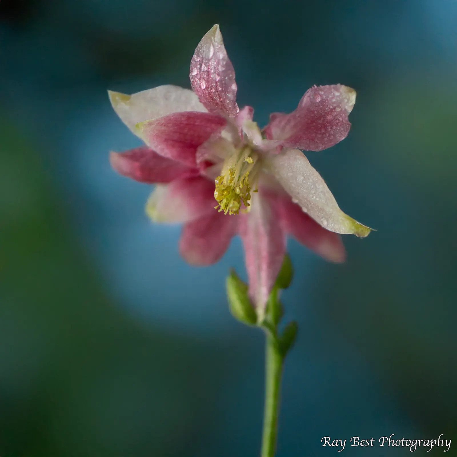 Colorado Blue Columbine (Aquilegia Caerulea) — Preferring moist, well-drained soil, it attracts pollinators and tolerates elevations up to 12,000 feet