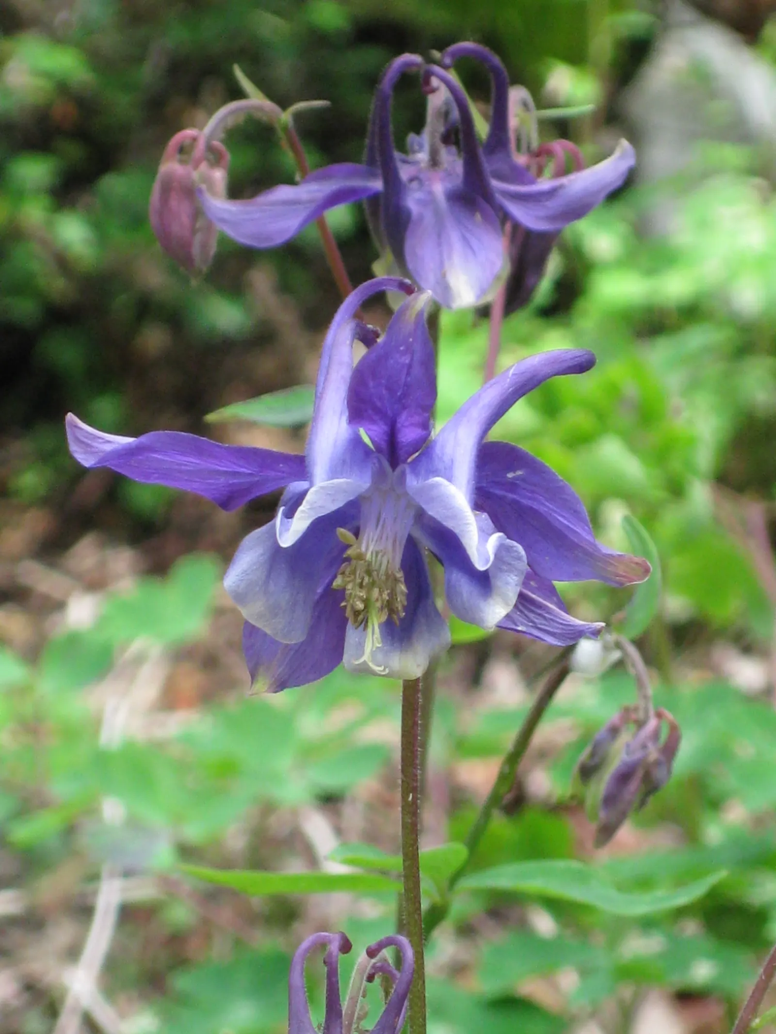 Colorado Blue Columbine (Aquilegia Caerulea) — perennial with blue blooms