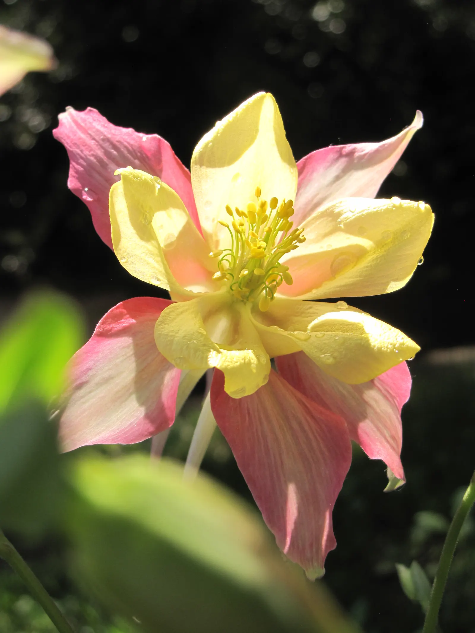 Colorado Blue Columbine (Aquilegia Caerulea) — protecting it from intense heat.<br><br>Aquilegia caerulea prefers well-drained