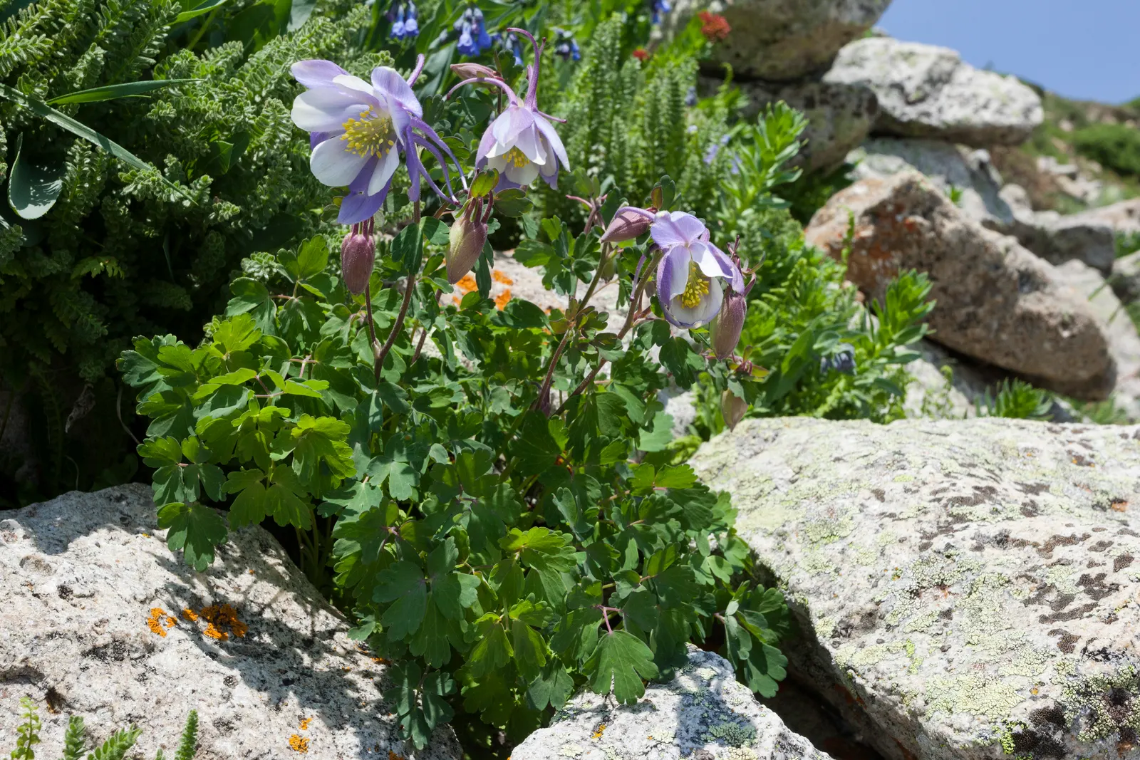 Colorado Blue Columbine (Aquilegia Caerulea) — It features delicate blue and white flowers, with distinct spurs, that bloom in late spring to early, image 58
