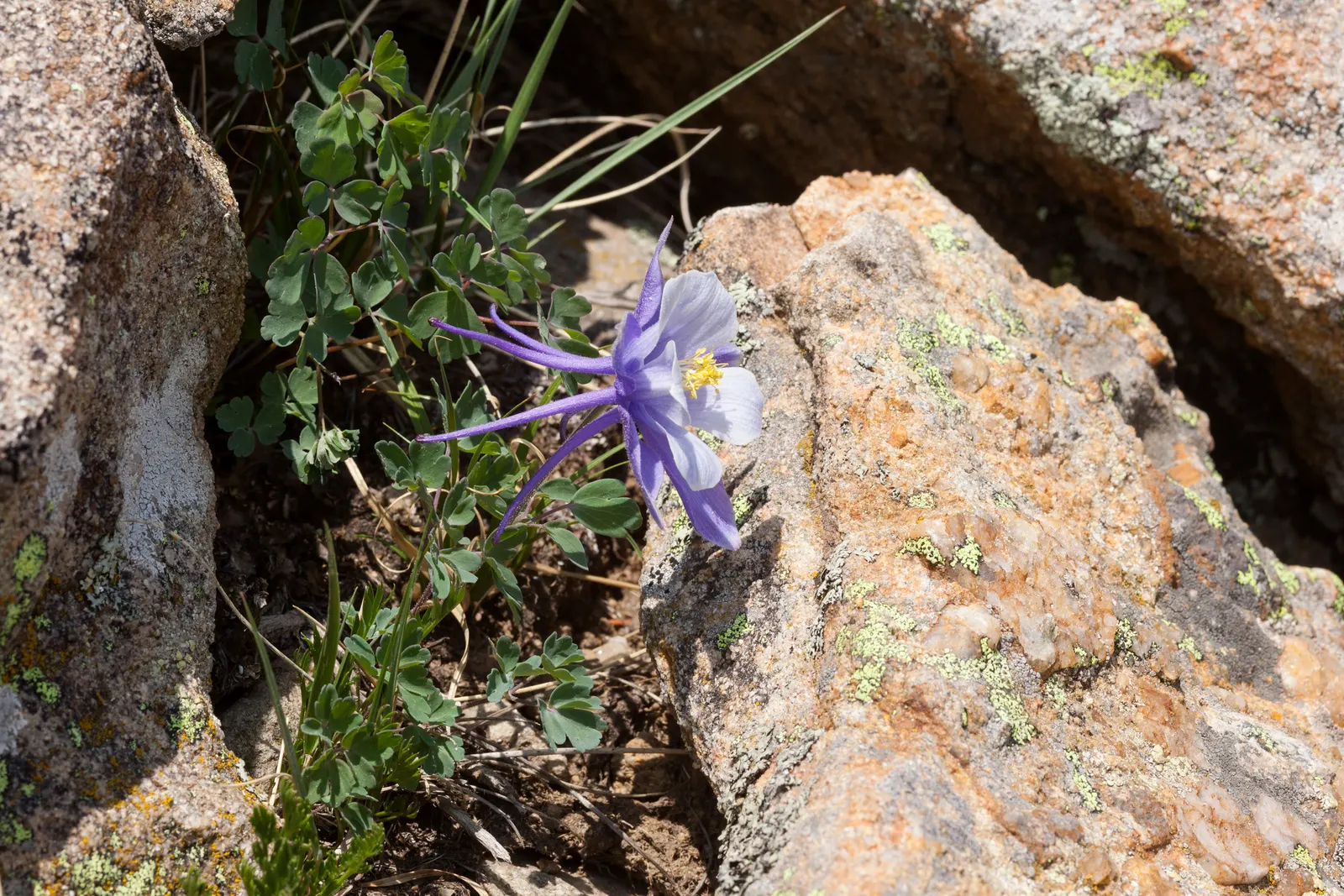 Colorado Blue Columbine (Aquilegia Caerulea) — erect stems reaching heights of 24 to 36 inches
