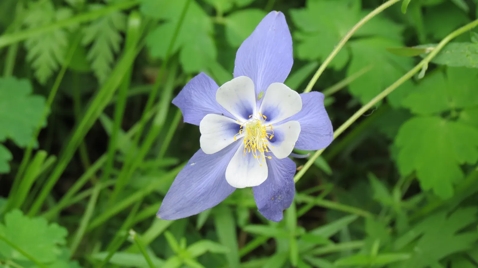 Colorado Blue Columbine (Aquilegia Caerulea) — perennial with blue blooms; and as an accent in mixed perennial beds