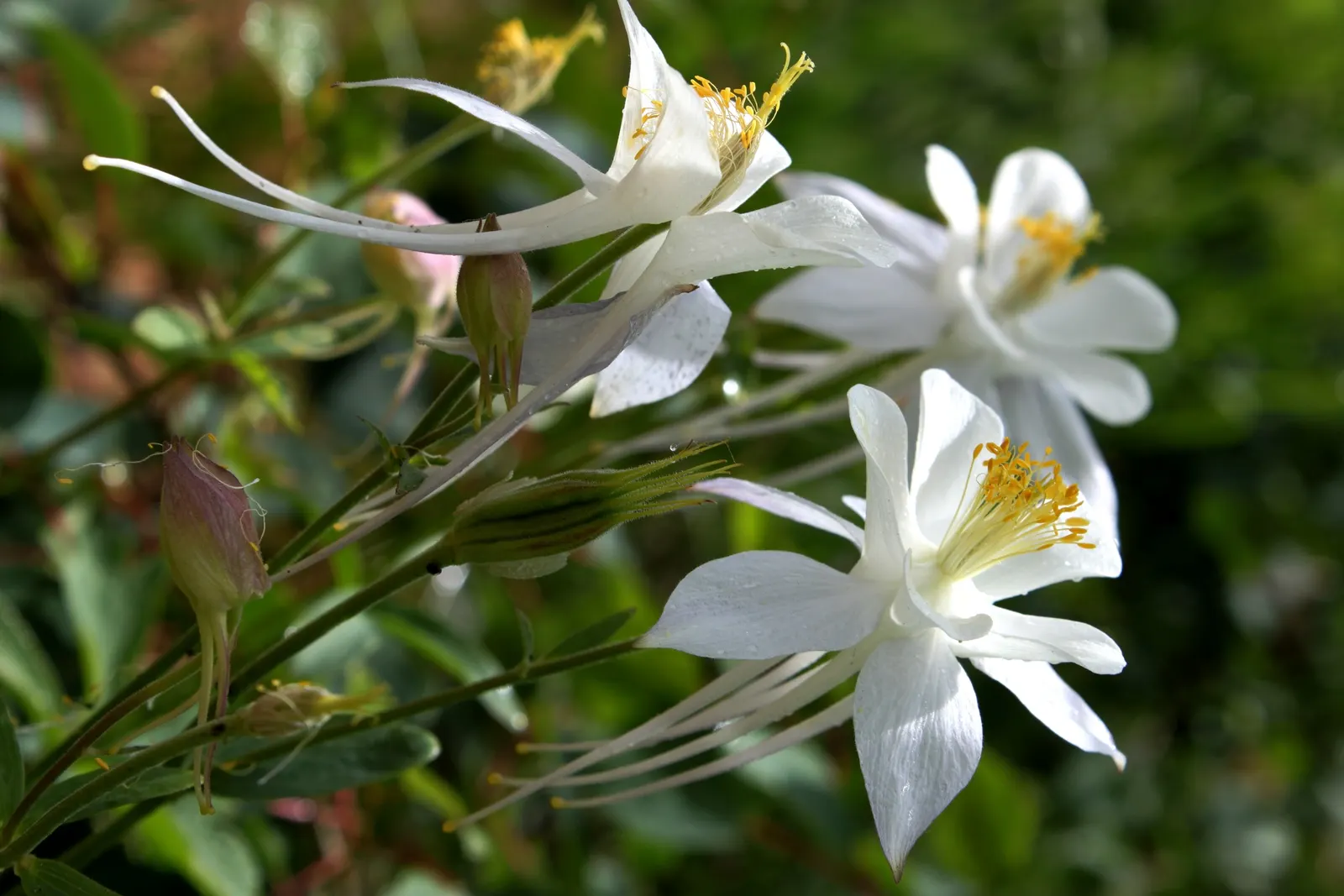 Colorado Blue Columbine (Aquilegia Caerulea) — It flourishes in USDA Hardiness Zones 3 through 8