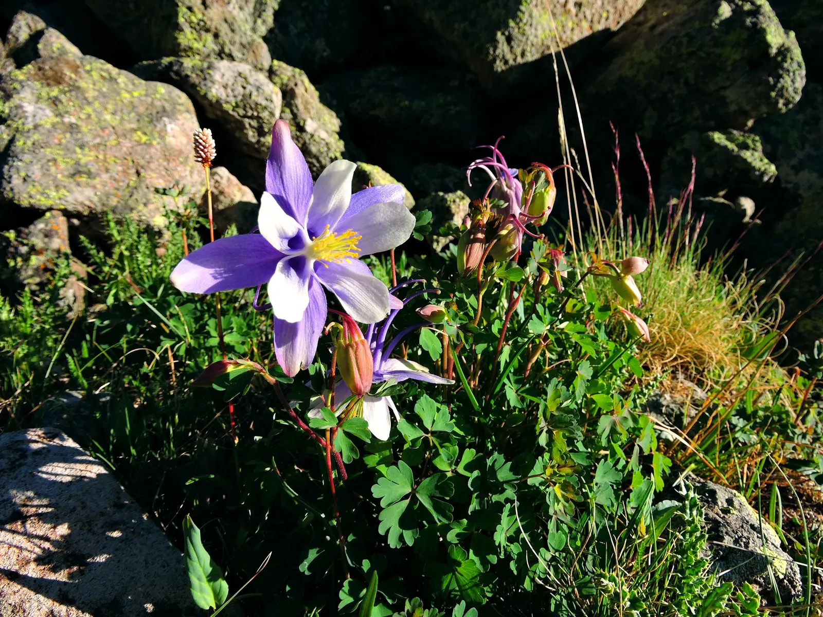 Colorado Blue Columbine (Aquilegia Caerulea) — and as an accent in mixed perennial beds