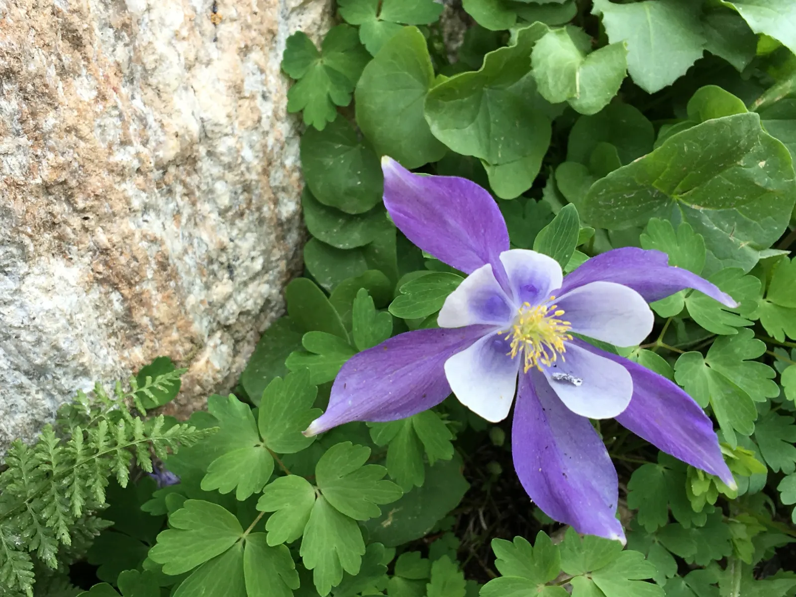 Colorado Blue Columbine (Aquilegia Caerulea) — consist of five backward-pointing spurs and an inner ring of white petals