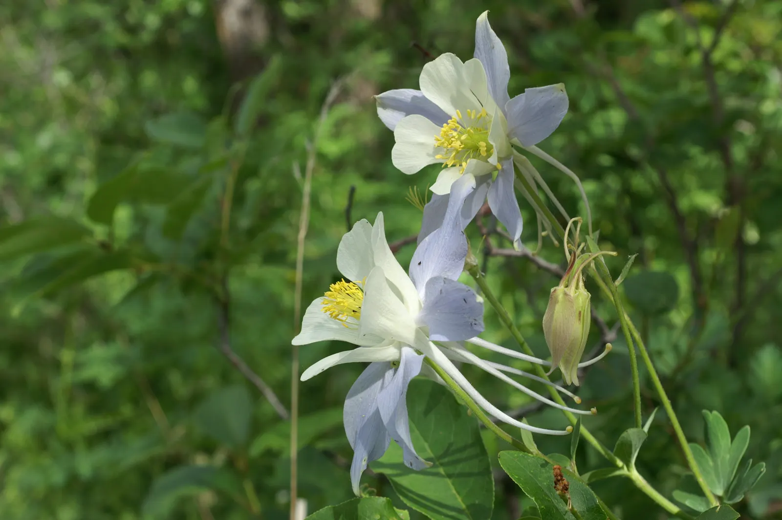 Colorado Blue Columbine (Aquilegia Caerulea) — consider planting it in drifts or clumps