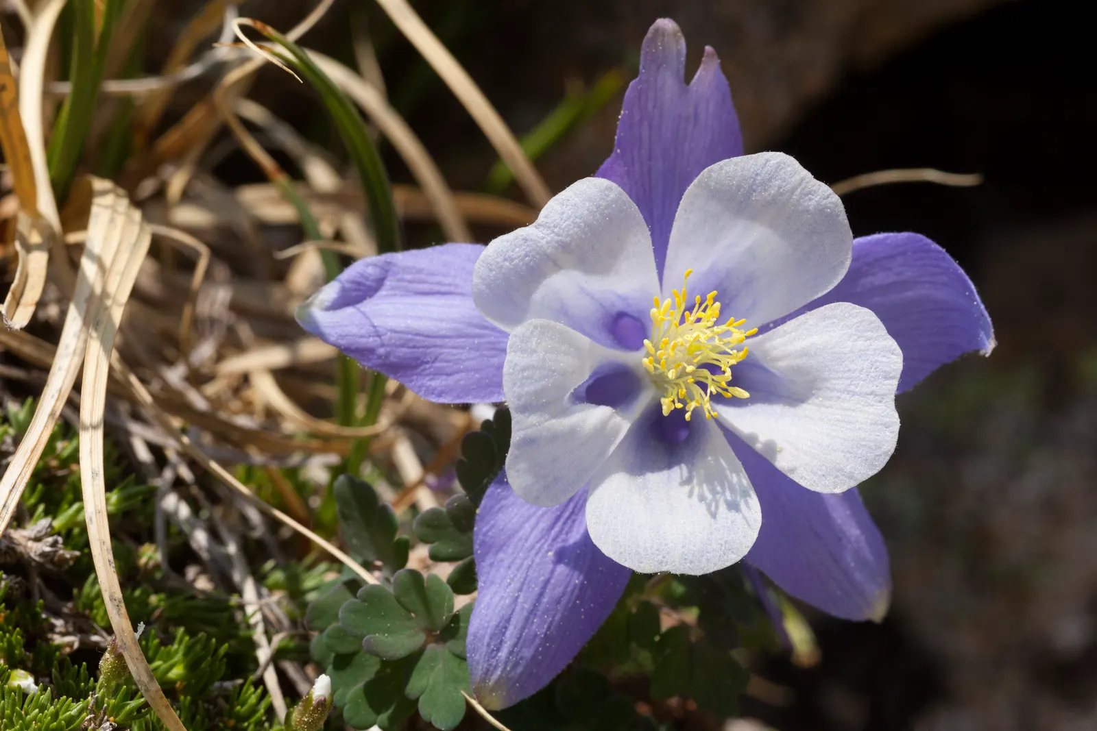 Colorado Blue Columbine (Aquilegia Caerulea) — blue-green leaves are compound and have a fern-like texture; contributing to the overall aesthetic of the plant