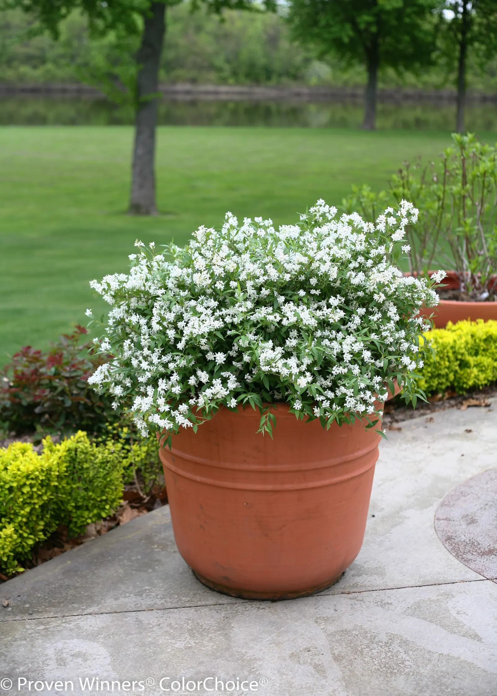 Yuki Snowflake® Deutzia (Deutzia x) — or Deutzia x Yuki Snowflake®