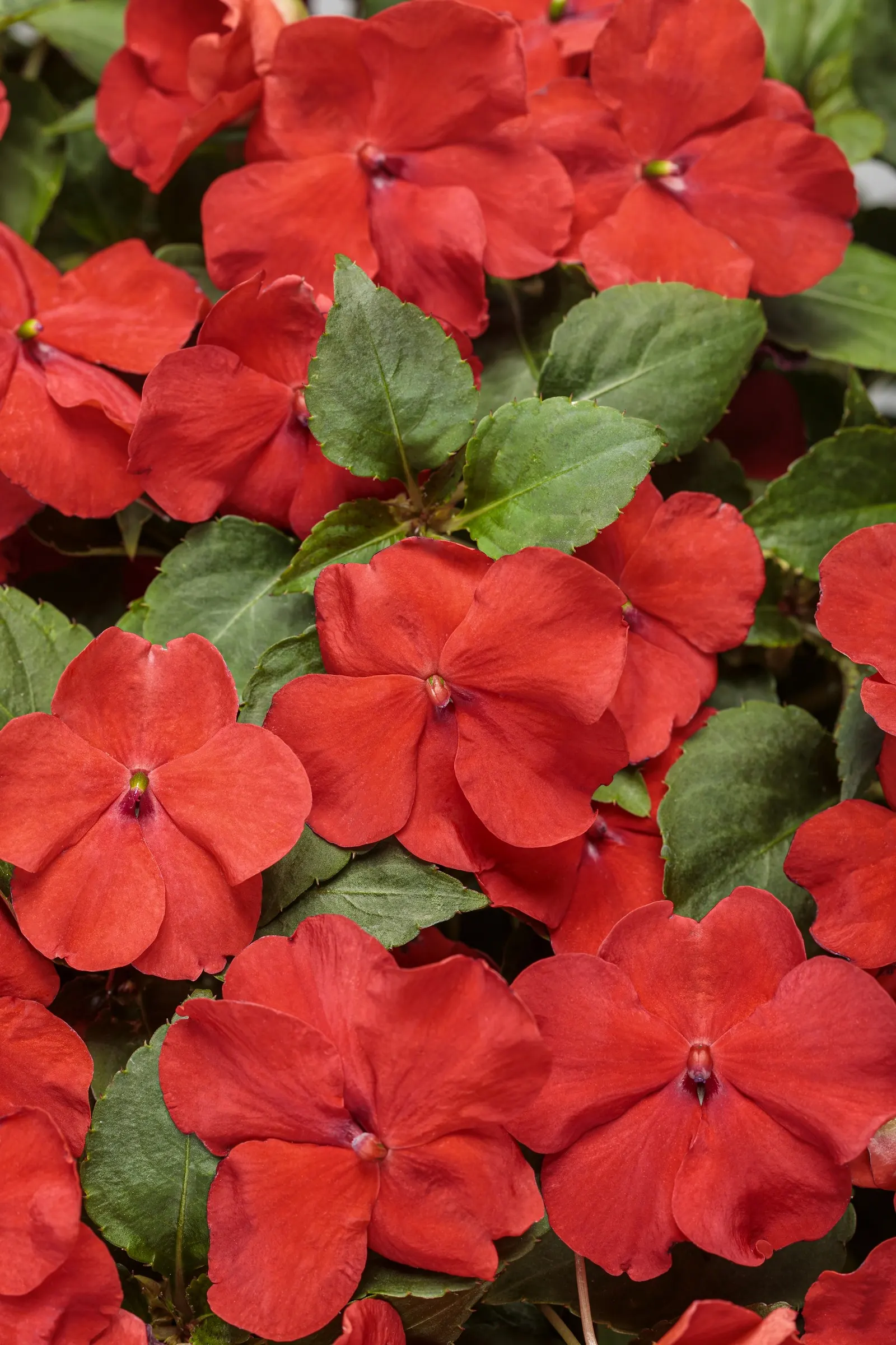 Bright Red Bedding Impatiens (Impatiens walleriana) — is a mounded annual with lush green foliage and vivid red flowers from planting to frost