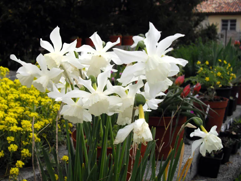 Thalia Daffodil (Narcissus 'Thalia') — orchid-like appearance.<br><br>Thalia Daffodils grow to a mature height of approximately 14 to 16 inches