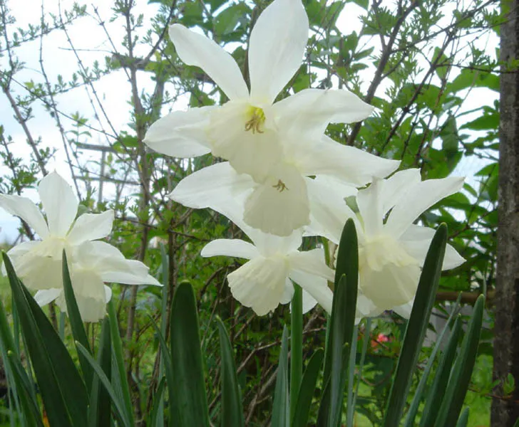 Thalia Daffodil (Narcissus 'Thalia') — pure white flowers possess an understated beauty