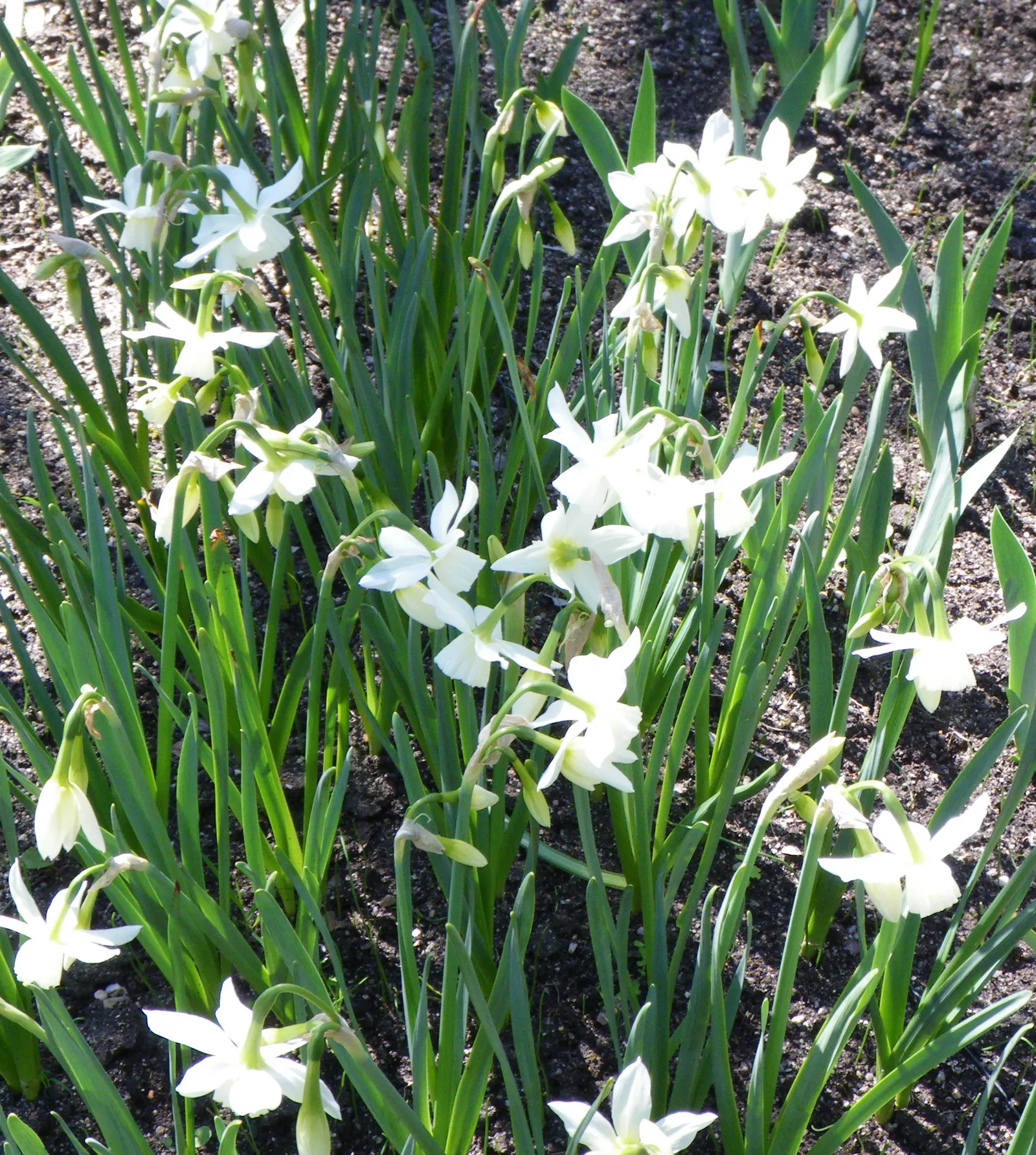 Thalia Daffodil (Narcissus 'Thalia') — or as an accent in woodland garden compositions