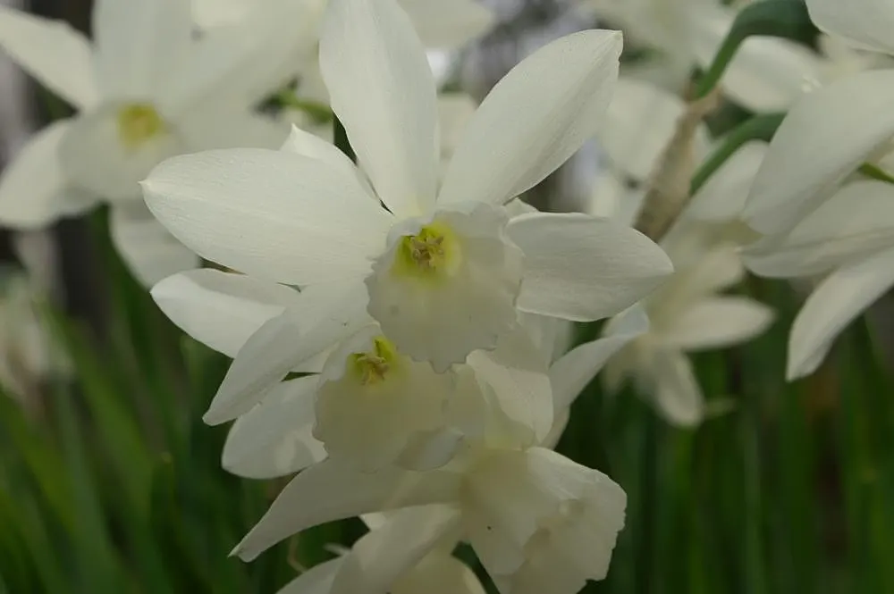 Thalia Daffodil (Narcissus 'Thalia') — It boasts multiple star-shaped blooms per stem, reaching a height of 12-18 inches